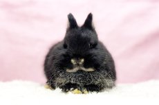 画像3: 【堺店】ネザーランドドワーフ　女の子　ブラックオター　60000円(税込) (3)