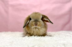 画像3: 【北大阪店】ホーランドロップ　男の子　オレンジ　30000円(税込) (3)