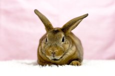 画像3: 【堺店】ミニレッキス　女の子　キャスター　30000円(税込) (3)