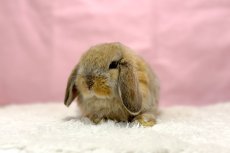 画像2: 【北大阪店】ホーランドロップ　男の子　オレンジ　30000円(税込) (2)