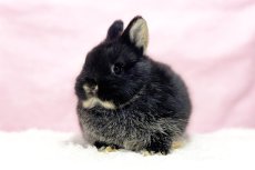 画像1: 【堺店】ネザーランドドワーフ　女の子　ブラックオター　60000円(税込) (1)