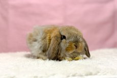 画像3: 【北大阪店】ホーランドロップ　男の子　オレンジ　30000円(税込) (3)