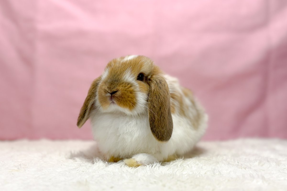 画像2: 【北大阪店】ホーランドロップ　男の子　ブロークンオレンジ　30000円(税込) (2)