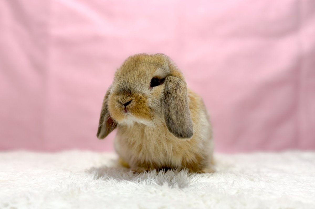 画像2: 【北大阪店】ホーランドロップ　男の子　オレンジ　30000円(税込) (2)