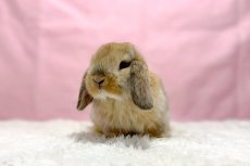 画像2: 【北大阪店】ホーランドロップ　男の子　オレンジ　30000円(税込) (2)