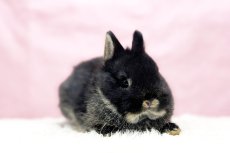 画像2: 【堺店】ネザーランドドワーフ　男の子　ブラックオター　60000円(税込) (2)