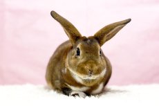 画像1: 【堺店】ミニレッキス　女の子　ブロークンキャスター　30000円(税込) (1)