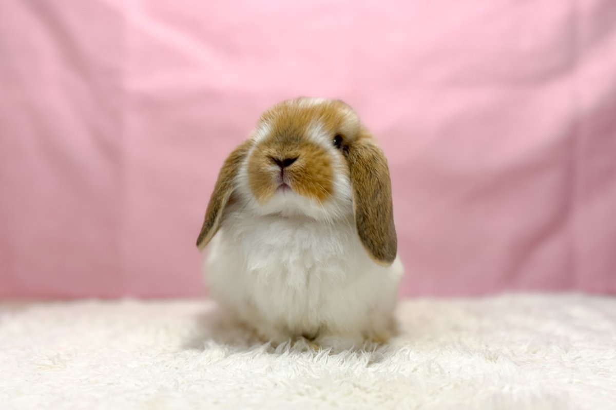 画像3: 【北大阪店】ホーランドロップ　男の子　ブロークンオレンジ　30000円(税込) (3)