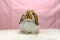 画像3: 【北大阪店】ホーランドロップ　男の子　ブロークンオレンジ　30000円(税込) (3)