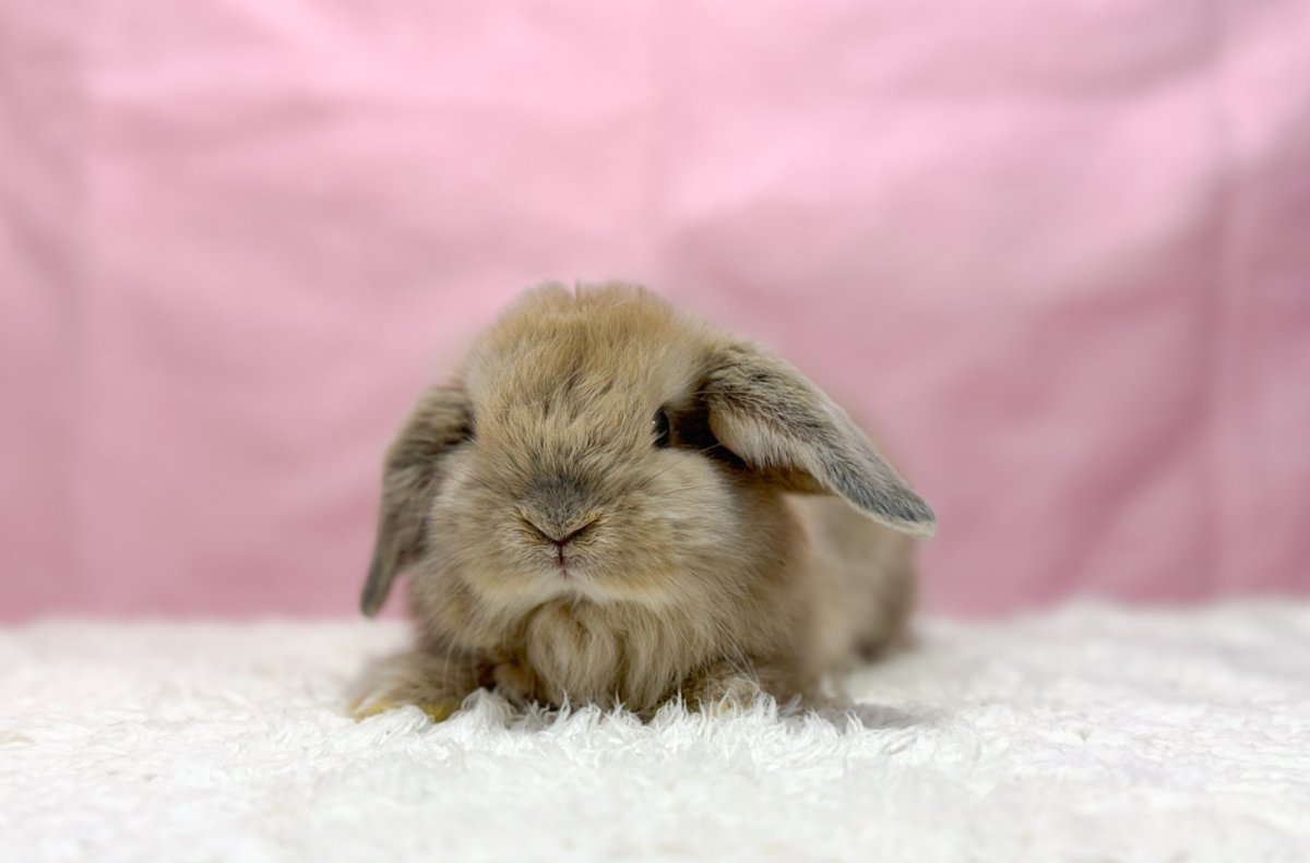 画像2: 【北大阪店】ホーランドロップ　男の子　クリーム　30000円(税込) (2)