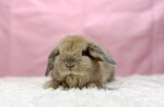 画像2: 【北大阪店】ホーランドロップ　男の子　クリーム　30000円(税込) (2)