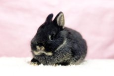 画像1: 【堺店】ネザーランドドワーフ　男の子　ブラックオター　60000円(税込) (1)