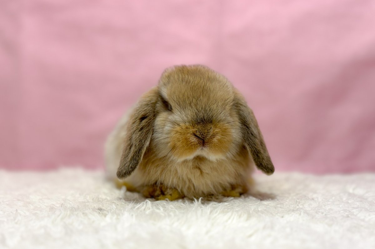 画像3: 【北大阪店】ホーランドロップ　男の子　オレンジ　30000円(税込) (3)