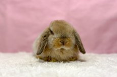 画像3: 【北大阪店】ホーランドロップ　男の子　オレンジ　30000円(税込) (3)