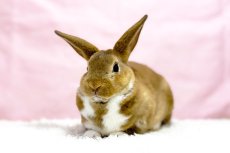 画像2: 【堺店】ミニレッキス　女の子　ブロークンキャスター　30000円(税込) (2)