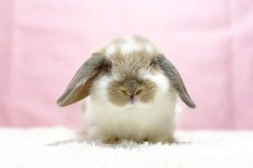 画像3: 【堺店】ホーランドロップ　男の子　ブロークンクリーム　40000円(税込) (3)