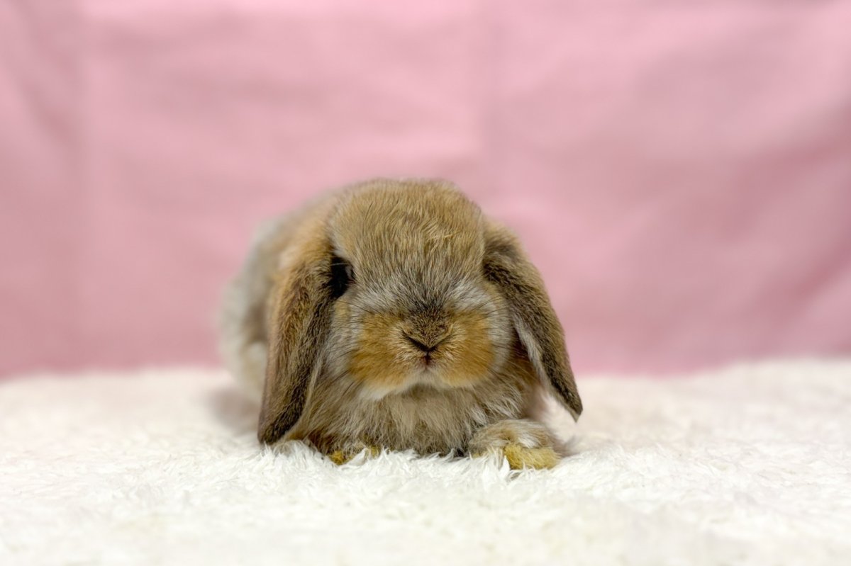 画像1: 【北大阪店】ホーランドロップ　男の子　オレンジ　30000円(税込) (1)