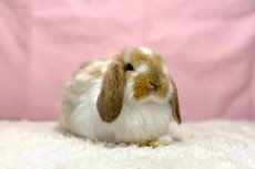 画像1: 【北大阪店】ホーランドロップ　男の子　ブロークンオレンジ　30000円(税込) (1)