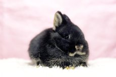 画像2: 【堺店】ネザーランドドワーフ　女の子　ブラックオター　60000円(税込) (2)