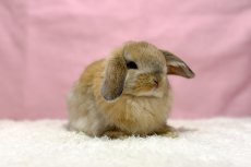 画像1: 【北大阪店】ホーランドロップ　男の子　オレンジ　30000円(税込) (1)