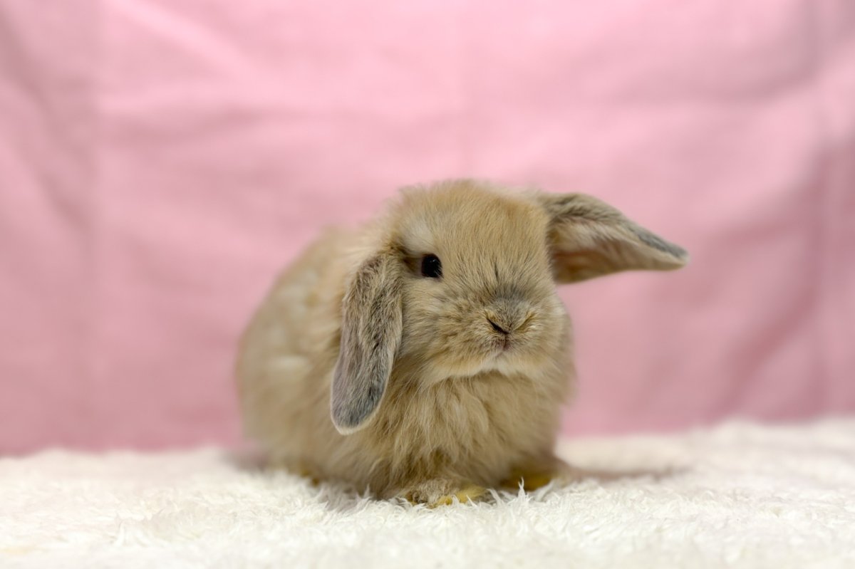 画像1: 【北大阪店】ホーランドロップ　男の子　クリーム　30000円(税込) (1)