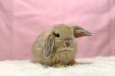 画像1: 【北大阪店】ホーランドロップ　男の子　クリーム　30000円(税込) (1)