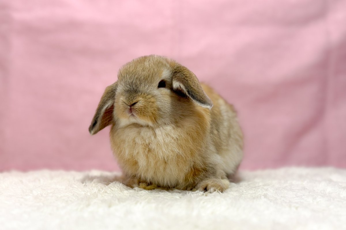 画像2: 【北大阪店】ホーランドロップ　男の子　オレンジ　30000円(税込) (2)