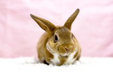 画像1: 【堺店】ミニレッキス　女の子　ブロークンキャスター　30000円(税込) (1)