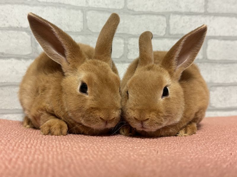 【北大阪店】8月3日（土）ミニレッキスデビューします