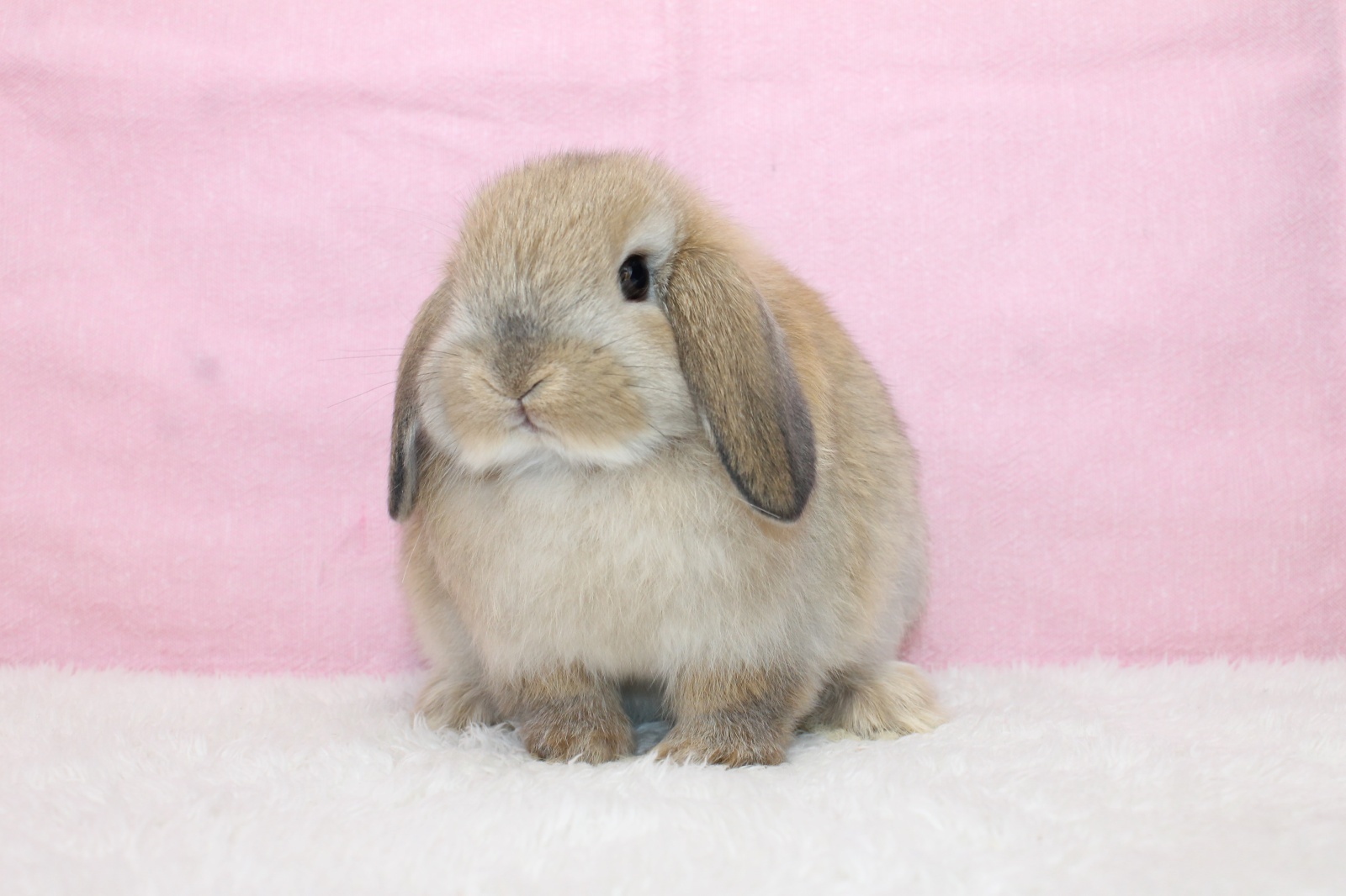 【堺店】4月18日（金）ホーランドロップ デビューします