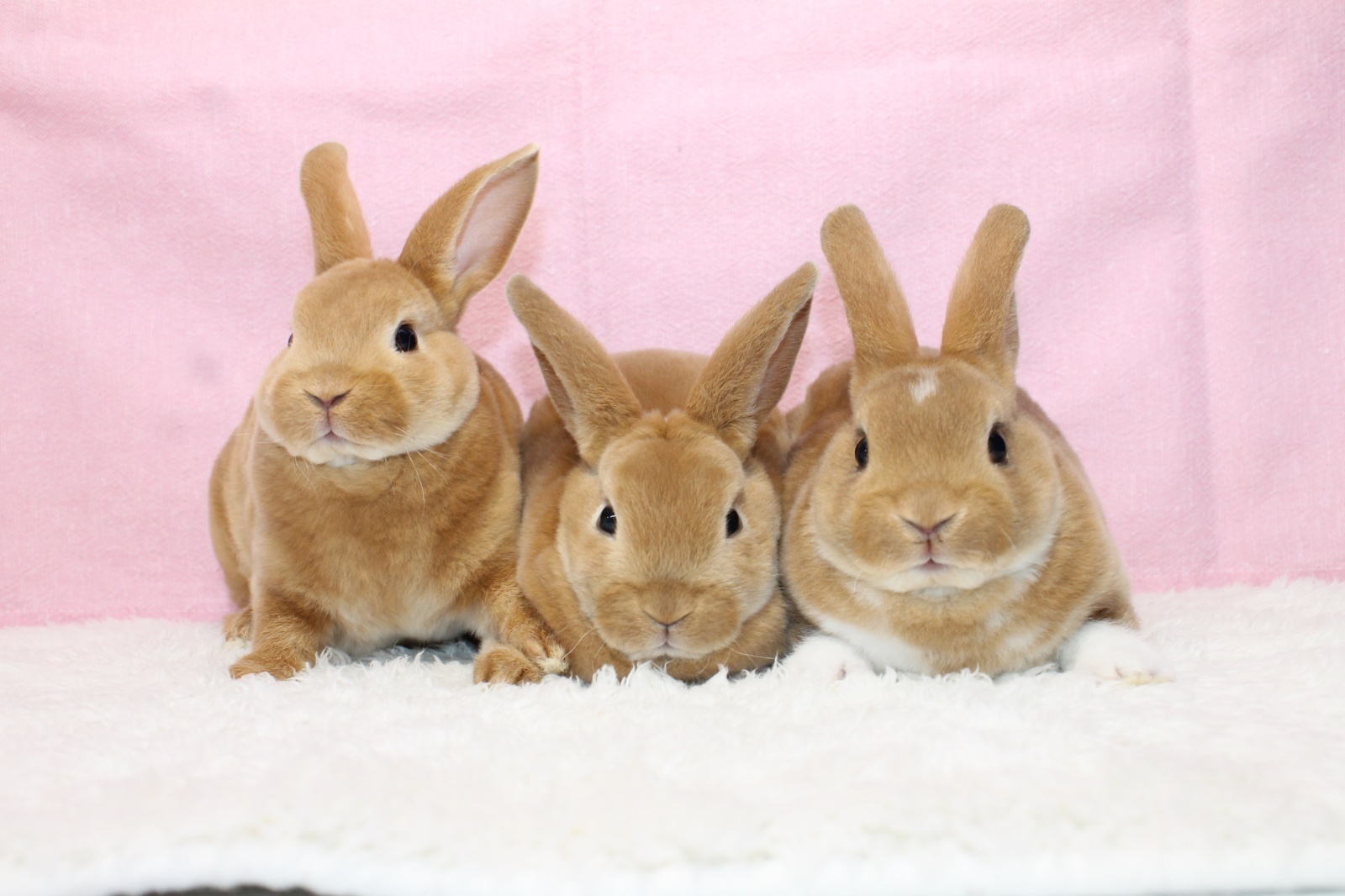 【北大阪店】5月31日（土）ミニレッキス デビューします