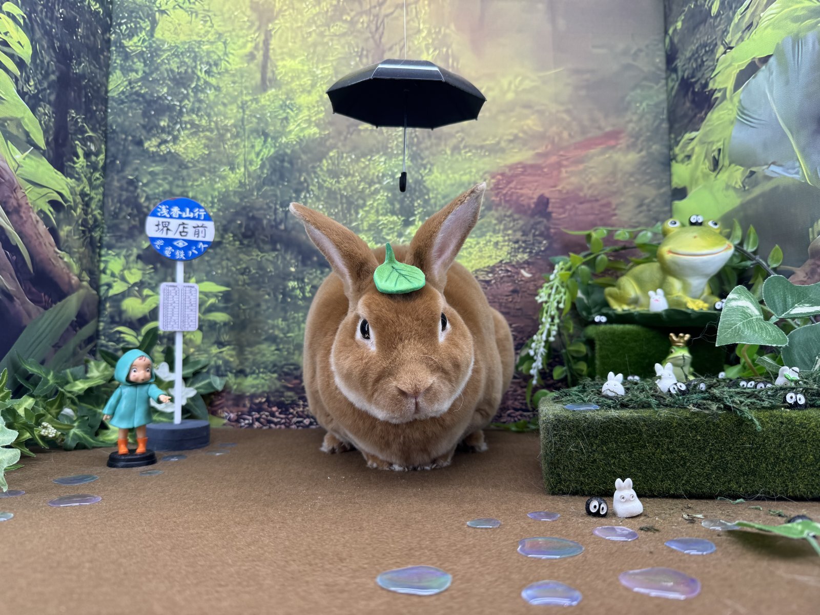 【堺店】6月の撮影スペース『となりのウサギ』