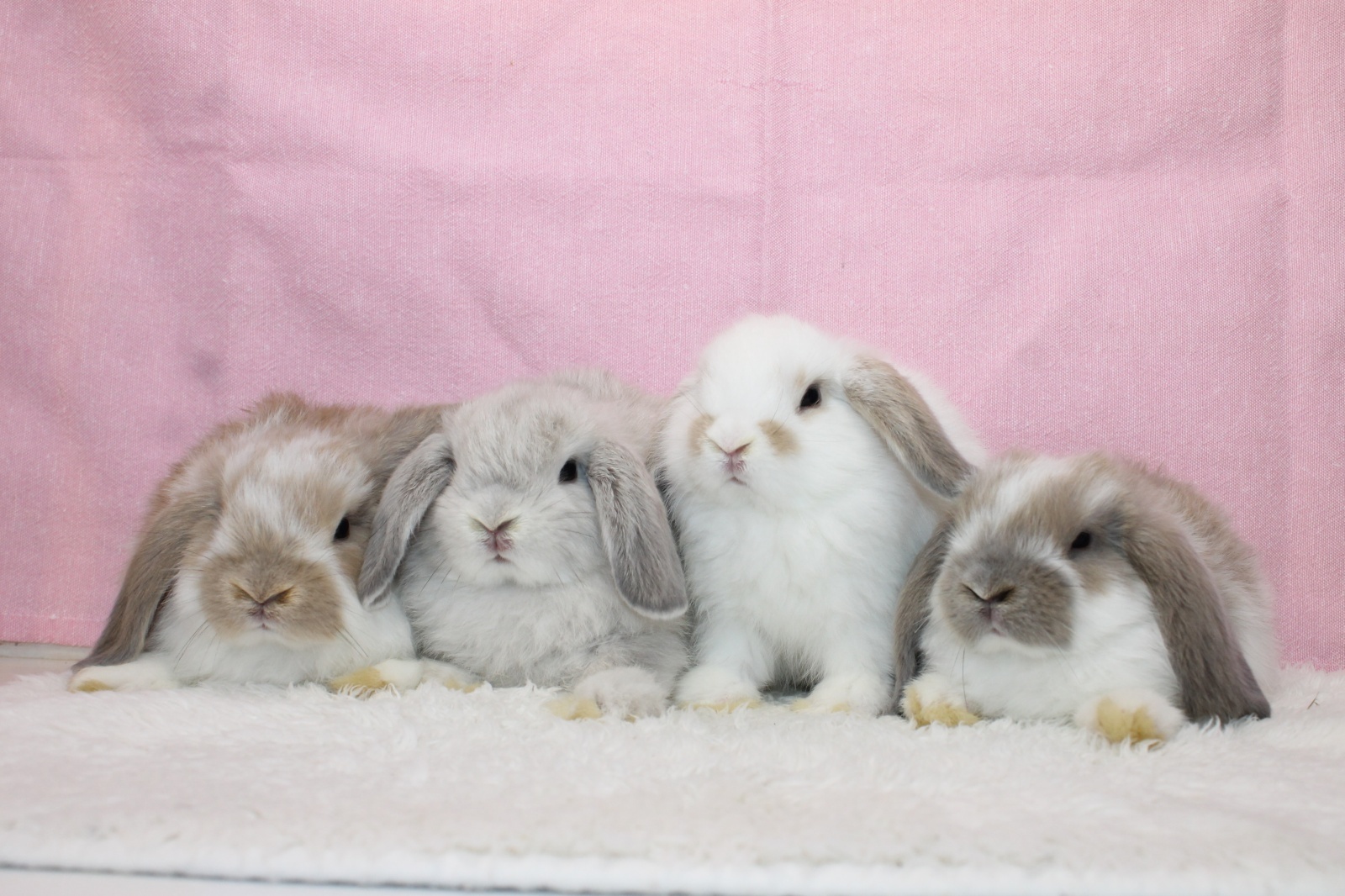 【北大阪店】7月12日（土）ホーランドロップ デビューします