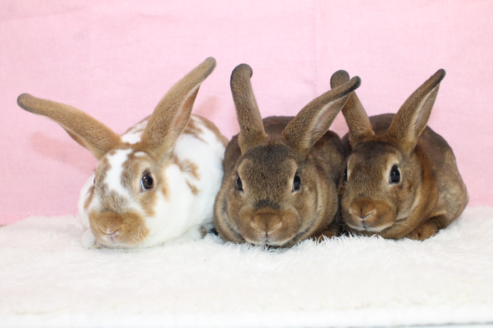 【堺店】7月29日（火）ミニレッキスデビューします