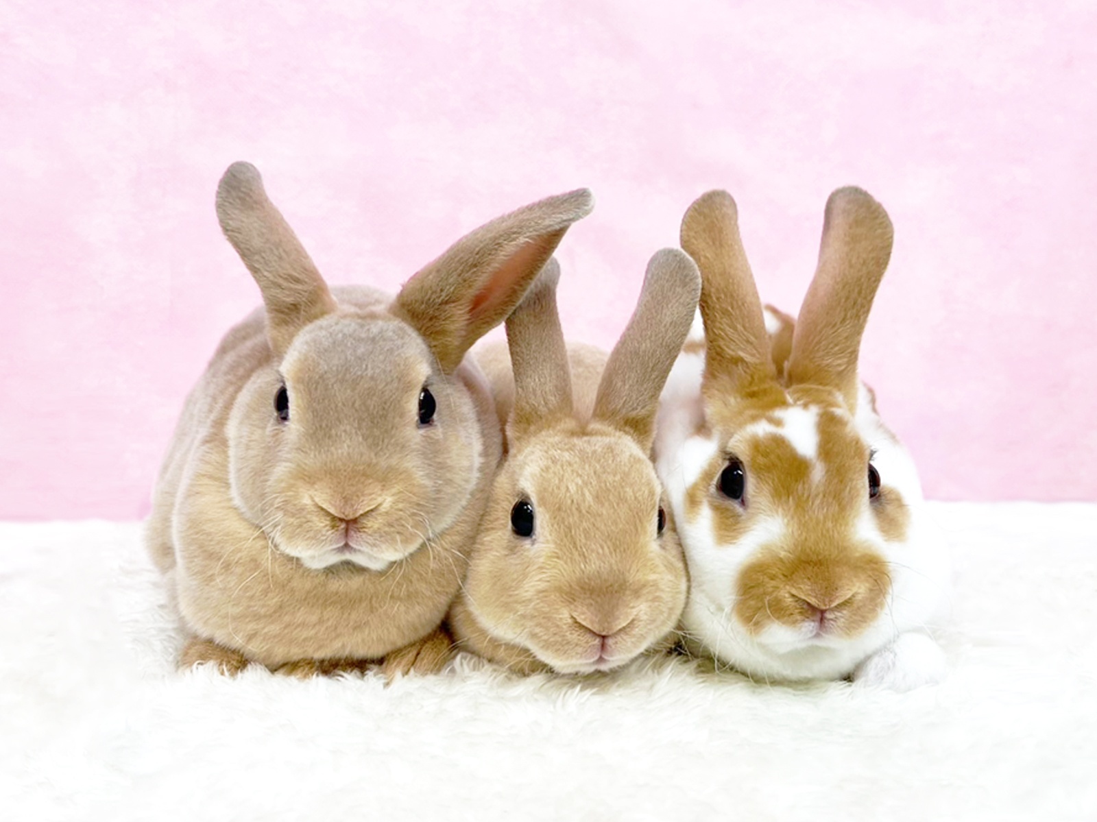 【北大阪店】10月31日（金）ミニレッキスデビューします