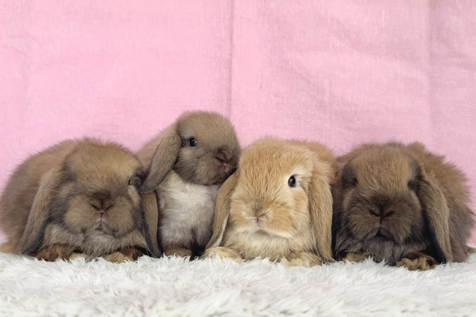 【堺店】11月14日（金）ホーランドロップデビューします